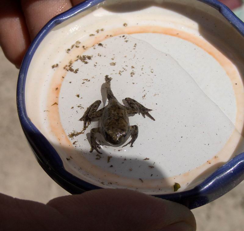 Giovanissimo Bufo bufo